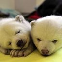 ���� Albina Shaihieva, ���������� �����, 44 ���� - ��������� 4 ������� 2013