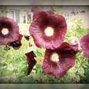 ���� ����, �������, 29 ��� - ��������� 29 ���� 2012 � ������ �������