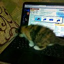 ���� ���������, ����, 53 ���� - ��������� 8 ����� 2012 � ������ ������