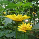 ���� ����)), �����, 40 ��� - ��������� 21 ������ 2009 � ������ ���� �����)�