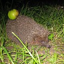 ���� Vytalii, ������ ��������, 59 ��� - ��������� 22 ������� 2010 � ������ �������!�