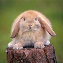 ���� Angelrouming, ���� - ��������� 1 ������� 2012 � ������ ���� ����������