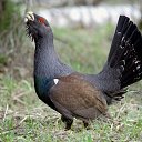 ������� �� ������� ��������