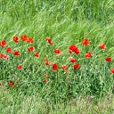 ���� ����~������~, ��� ����, 41 ��� - ��������� 5 �������� 2010 � ������ �Red Poppy Fields�