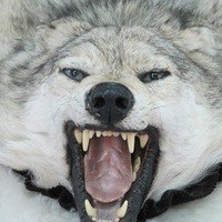 ���� �����, �����-���������, 49 ��� - ��������� 1 ������� 2013