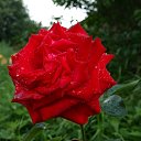 ���� ���������, �������, 43 ���� - ��������� 21 ��� 2012 � ������ �������
