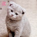 ���� ���, ����������� - ��������� 29 ������ 2013 � ������ ���� ����������
