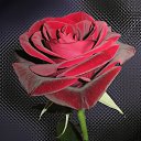 ���� �����, �����-���������, 38 ��� - ��������� 1 ������ 2009 � ������ �������