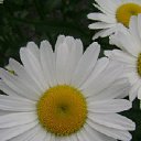 ���� �����, ������������ - ��������� 27 ������� 2012 � ������ ���������� ������