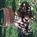 ���� ��������, ����, 51 ��� - ��������� 27 ������� 2012 � ������ ���� ����������