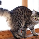  ,  -  3  2010    ,, ۻ