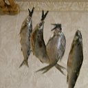  Sasha,  , 56  -  8  2012   