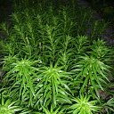 ���� ����@, ��������, 62 ���� - ��������� 29 ��� 2010 � ������ ��������� �������