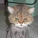 ���� ������, ��������������, 49 ��� - ��������� 13 ������� 2010 � ������ �������