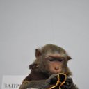 ���� ����, �������, 50 ��� - ��������� 14 ��� 2012 � ������ �90-60-90�