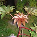 ���� ������, ���������, 62 ���� - ��������� 17 ��� 2011 � ������ ���� ����������