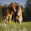 ���� Alehandro, ����������, 53 ���� - ��������� 9 ������ 2012 � ������ ���� ����������