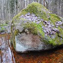 ����-������ �� ������� ��������