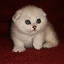 ���� ������, ����, 47 ��� - ��������� 10 ���� 2012