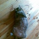 ���� ������, �����, 38 ��� - ��������� 1 ���� 2013 � ������ �RoadKing�