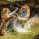 ���� Kassy, ���������, 57 ��� - ��������� 3 ������� 2012 � ������ ���� ����������