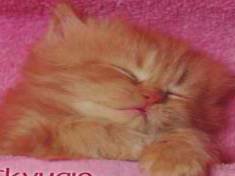 ���� An@el, �����, 41 ��� - ��������� 23 ������ 2012