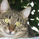 ���� Koresh, ����, 43 ���� - ��������� 2 ���� 2013 � ������ ����� ��� ������������