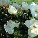 ���� �������, ��������, 37 ��� - ��������� 2 ������ 2009 � ������ ������ � �����