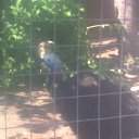 ���� ������, ���������, 41 ��� - ��������� 13 ���� 2011 � ������ ��������� �� ������