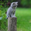 ���� �������, ����� - ��������� 10 ������� 2012 � ������ ���� ����������