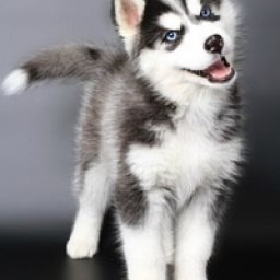 ������� �����������, ������, 46 ���