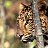 ���� Ira, ������� - ��������� 5 ������ 2010