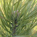 ���� ������, ����������, 66 ��� - ��������� 3 ������ 2011