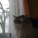  Van410328030, , 39  -  13  2012    