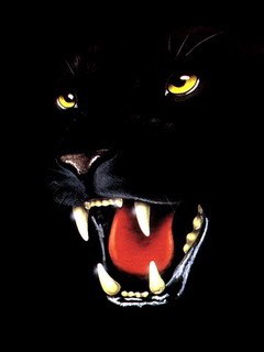 ����, ���������� �����, 53 ����