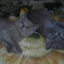 ���� ��������, ����� - ��������� 22 ������� 2009 � ������ ���� �������� ��������