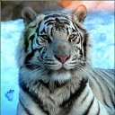 ���� ���������, ����������, 51 ��� - ��������� 5 ��� 2013 � ������ ���� ����������