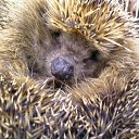 ���� ������, ������, 52 ���� - ��������� 9 �������� 2010 � ������ ���� ����������