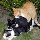 ���� ������, ������, 54 ���� - ��������� 16 �������� 2011