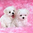 ���� ������, ����������, 49 ��� - ��������� 13 ��� 2012 � ������ ���� ����������