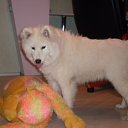 ��������� �������� �� ������� �PetLove�