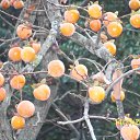  , , 56  -  15  2010     2010