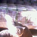 ���� ���, �������, 60 ��� - ��������� 14 ������ 2012 � ������ ���� ����������