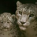 ���� ����, �����-��������� - ��������� 15 �������� 2011 � ������ ���� ������� ������� � ����)�