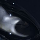 ���� �������, ���������, 37 ��� - ��������� 3 ������ 2011