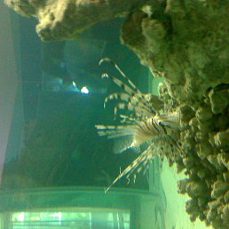 ���� ����, ������, 46 ��� - ��������� 11 ������ 2012