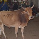  , , 60  -  15  2009    3