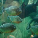 ���� ������, ���������, 50 ��� - ��������� 8 ���� 2010 � ������ �����