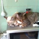 ���� ����, ����, 24 ���� - ��������� 11 ������ 2011