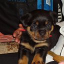 ���� ������, �����-���������, 49 ��� - ��������� 18 ���� 2011 � ������ �������